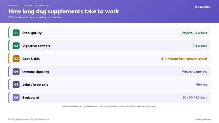 Plentum infographic timeline showing how long dog supplements take to work by outcome: stool quality in days to two weeks, digestive comfort in 1-3 weeks, coat and skin in 2-4 months, immune and joint over months, evaluate at 30, 60, 90 days.