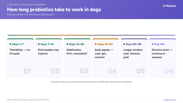 Plentum infographic showing a 90-day probiotic evaluation timeline for dogs: tolerability days 1-7, stool quality days 7-14, stabilization days 14-30, early signals days 30-60, longer-window benefits days 60-90, and a decision point at day 90 and beyond.