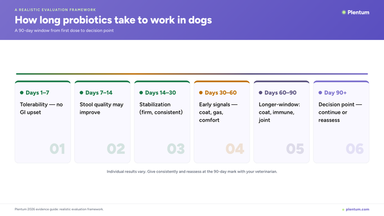 Plentum infographic showing a 90-day probiotic evaluation timeline for dogs: tolerability days 1-7, stool quality days 7-14, stabilization days 14-30, early signals days 30-60, longer-window benefits days 60-90, and a decision point at day 90 and beyond.