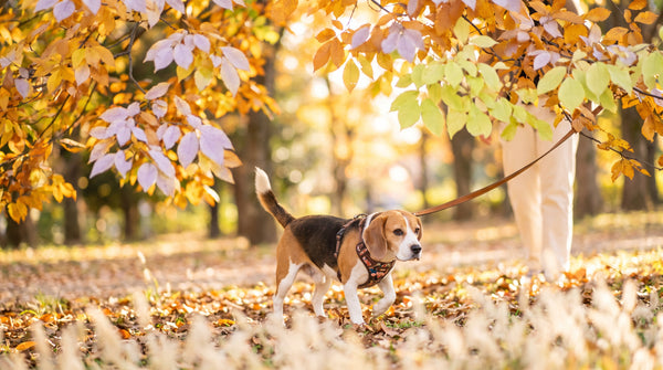 How the Canine Immune System Interacts With the Gut