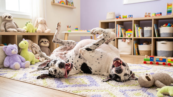 How to Find the Best Joint Supplement for Dogs