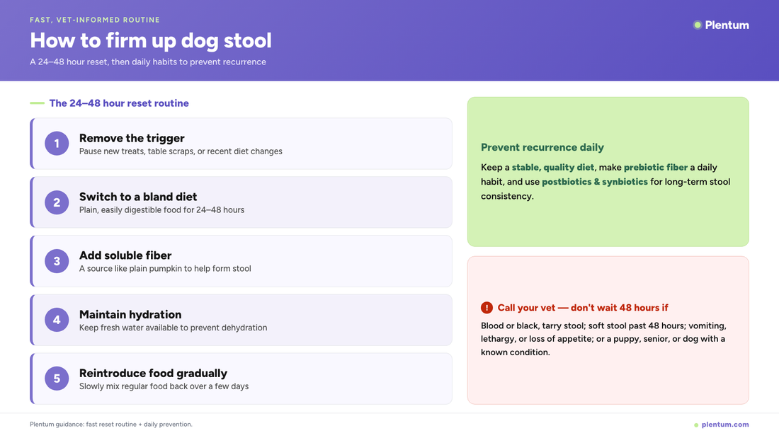 Plentum infographic on how to firm up dog stool: a 24-48 hour reset routine of removing the trigger, bland diet, soluble fiber, hydration, and gradual reintroduction, plus daily prevention habits and vet red-flag warnings.