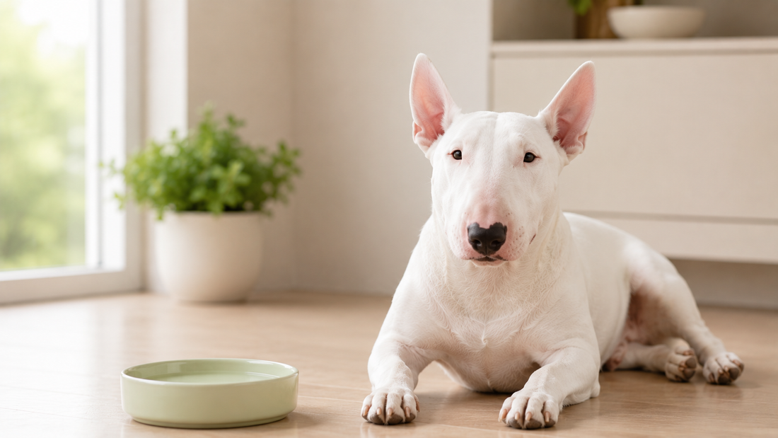 Bull Terrier resting calmly on a clean floor near its water bowl — how to prevent bloat (GDV) in dogs