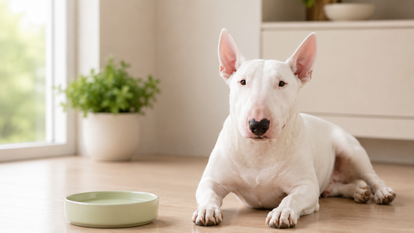 Bull Terrier resting calmly on a clean floor near its water bowl — how to prevent bloat (GDV) in dogs