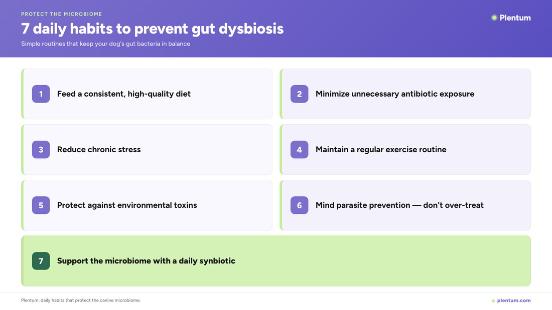 Plentum infographic listing 7 daily habits to prevent gut dysbiosis in dogs: consistent quality diet, minimize antibiotics, reduce stress, regular exercise, protect against toxins, mindful parasite prevention, and a daily synbiotic.