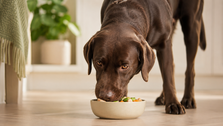 Chocolate Labrador eating a fresh wholesome meal from a ceramic bowl in a bright kitchen, illustrating how to transition your dog's food