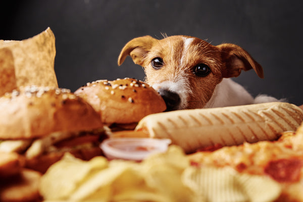 can dogs eat bread