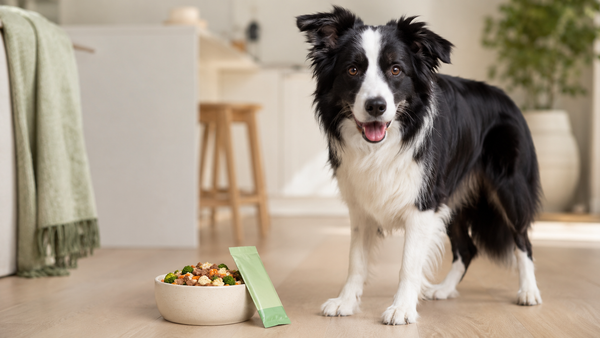 Healthy Border Collie standing beside a fresh meal bowl and a plain supplement sachet in a calm kitchen, illustrating managing inflammatory bowel disease (IBD) in dogs