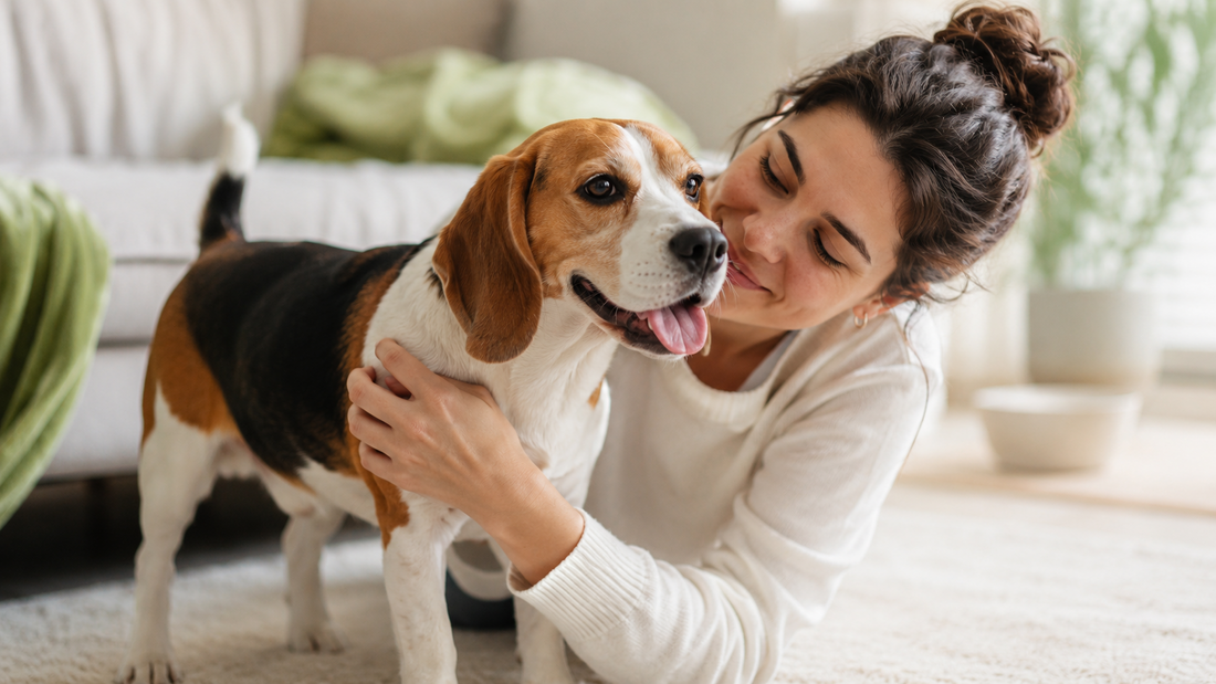 Happy Beagle sharing a warm bonding moment with its owner at home, welcoming readers to Plentum dog wellness
