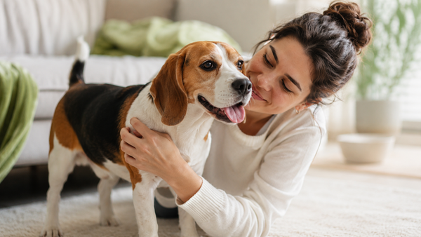 Happy Beagle sharing a warm bonding moment with its owner at home, welcoming readers to Plentum dog wellness