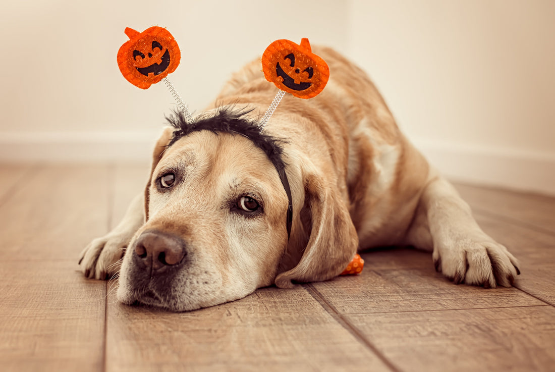 dog anxiety on Halloween