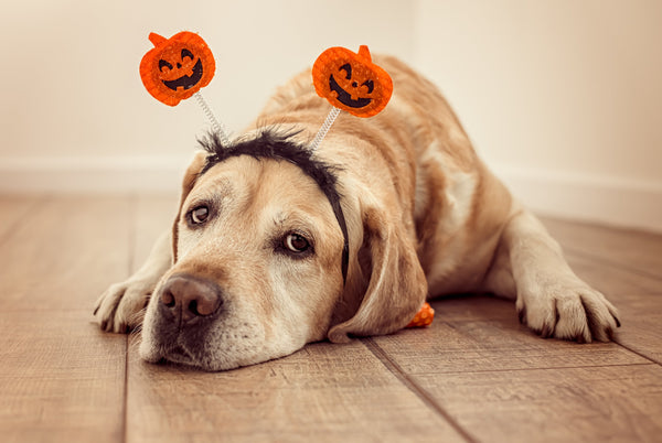 dog anxiety on Halloween