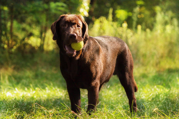 True Longevity Supplement for Dogs