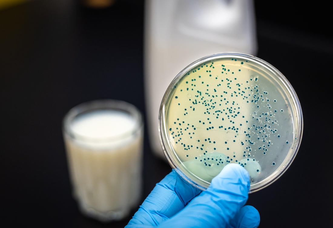 Beyond Probiotics: The Power of Canine Postbiotics