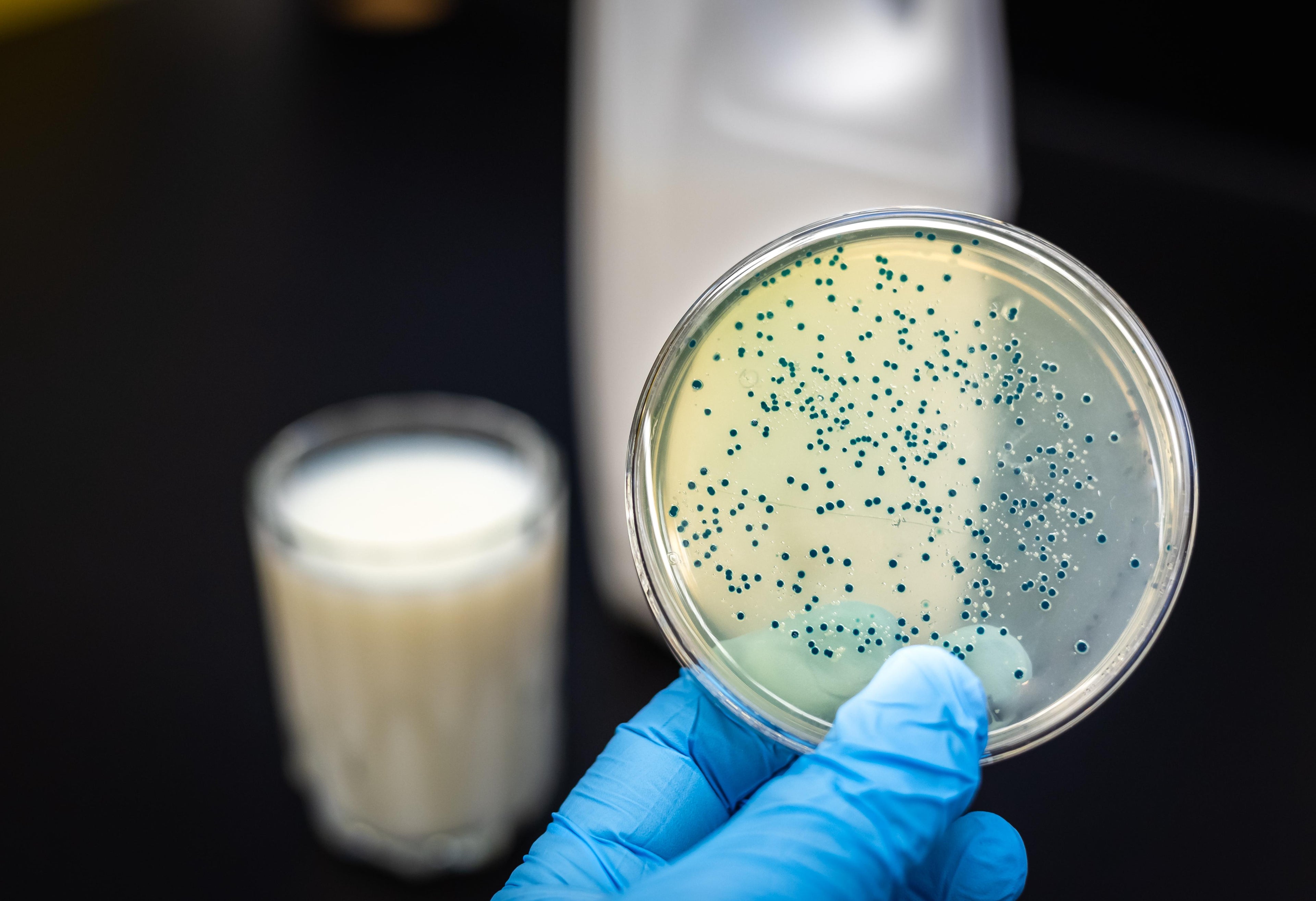 Beyond Probiotics: The Power of Canine Postbiotics