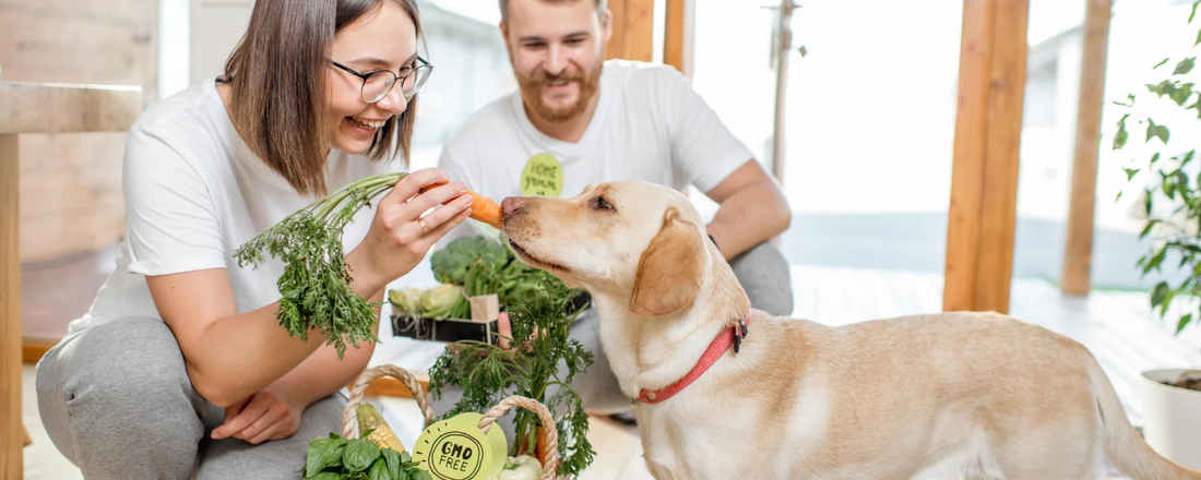 Best Natural Dog Foods for Digestive Problems