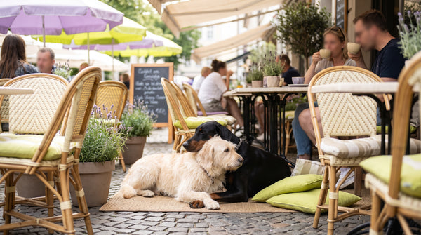 Omega-3 for Dogs: EPA, DHA & What to Look For (2026 Guide)
