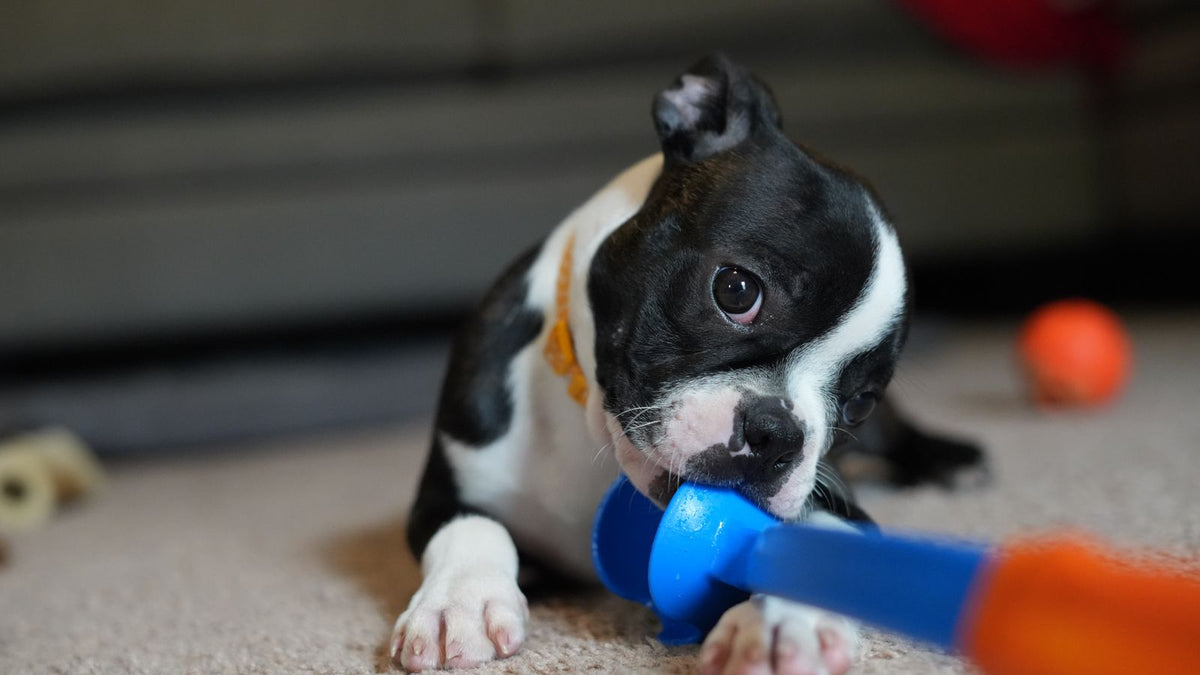 A Boston Terrier puppy chews a blue rubber toy on a carpet.