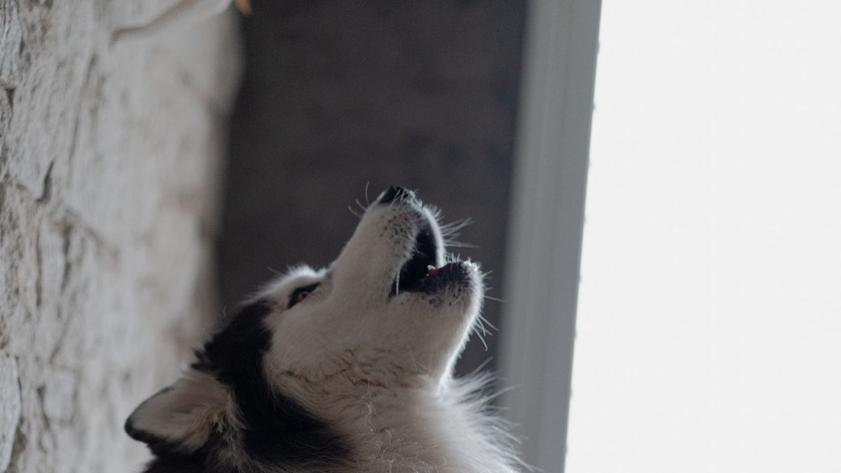 A Siberian Husky howls beside a bright window indoors.