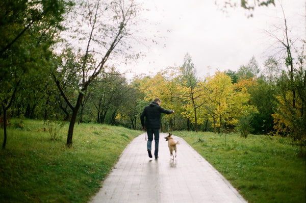 Dog on a walk as part of a steady daily gut-health routine.