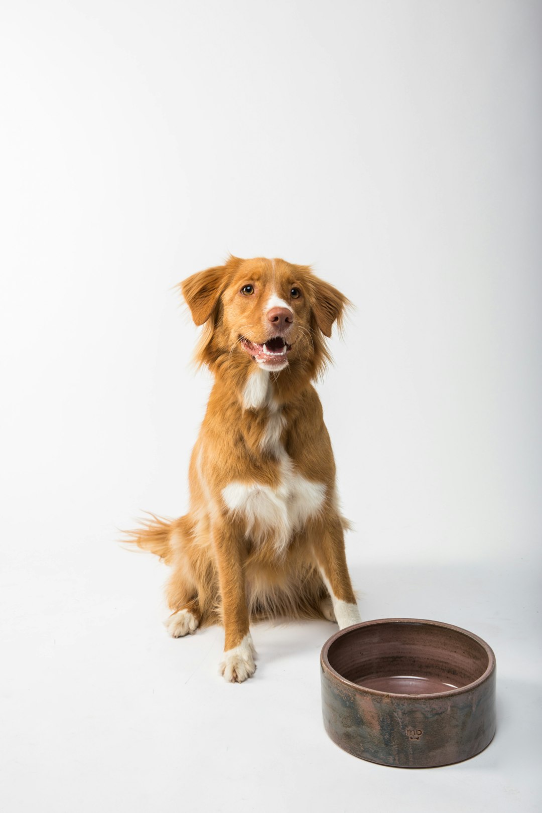 Dog beside a simple postbiotic education setup.