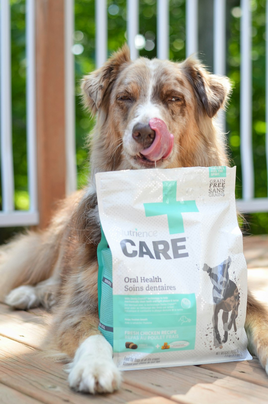 Dog owner reviewing a dog probiotic label with a practical checklist.