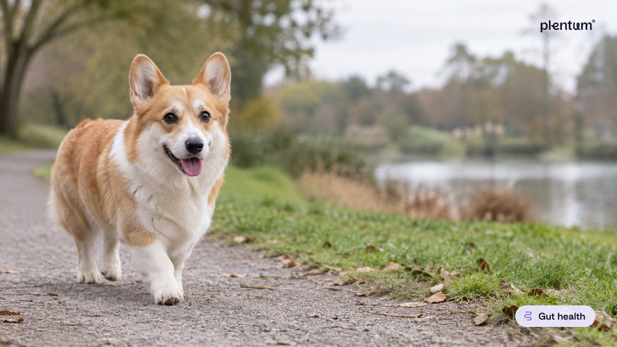 Pembroke corgi walking calmly along a gravel park path beside a lake on an overcast day