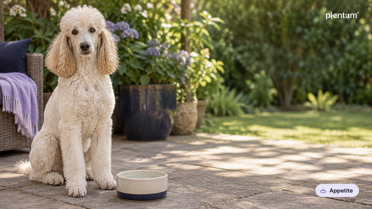 Standard poodle sitting alertly on a shaded back-garden patio beside a plain ceramic water bowl