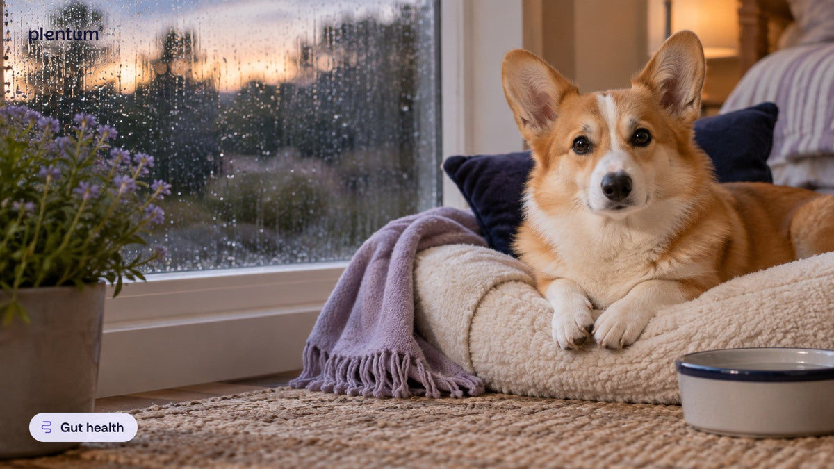 Pembroke corgi resting on a cream dog bed by a rain-streaked window with a water bowl nearby