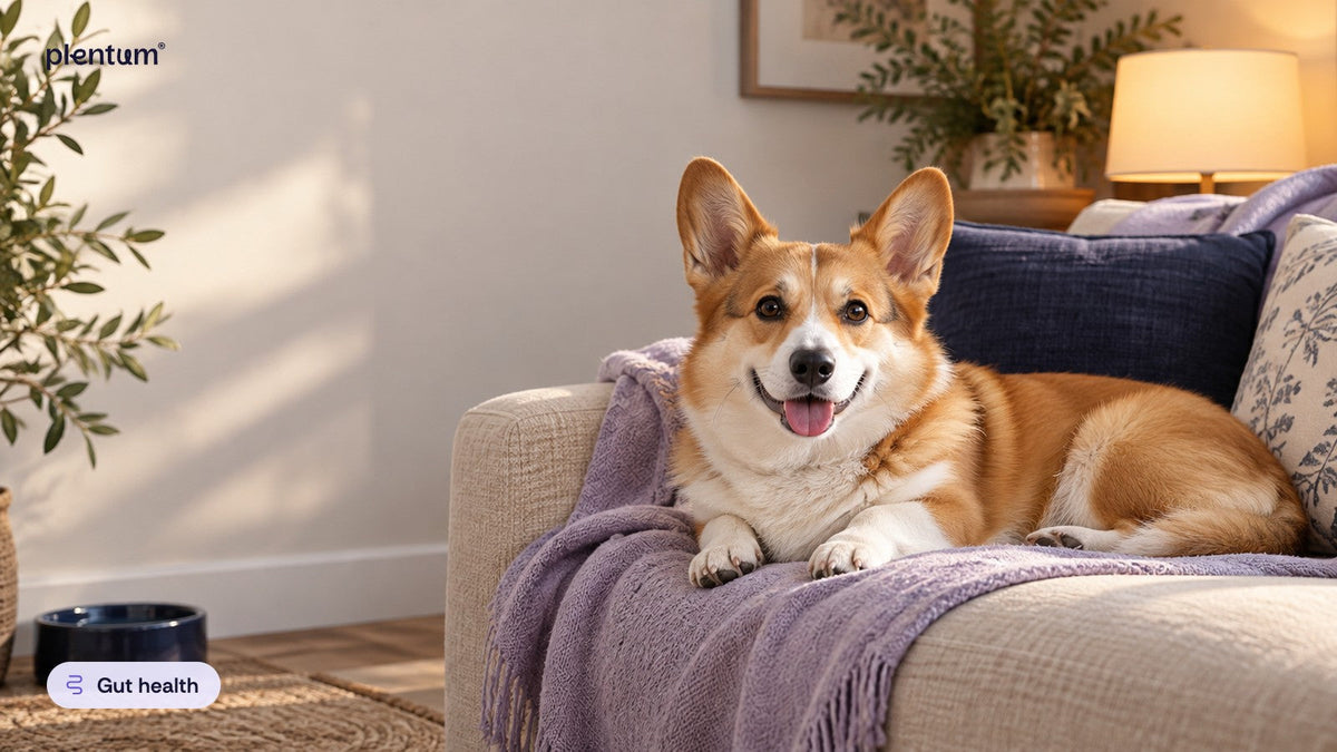 Pembroke corgi resting on a lavender throw over a sofa beside a plain navy water bowl in a warm living room