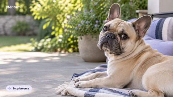 French bulldog lying on a garden patio rug, head turned and looking back calmly beside a lavender cushion