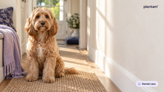 Cockapoo sitting on a sunlit hallway runner beside a cream wall and a lavender throw