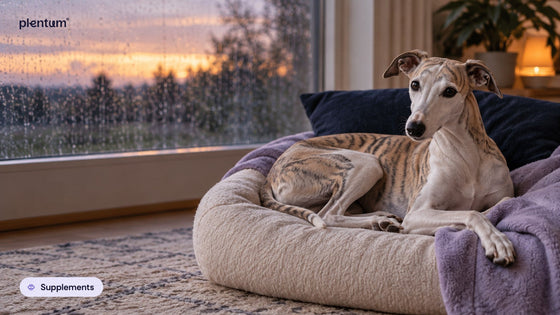 Brindle whippet resting on a cream dog bed by a rain-streaked window at dusk