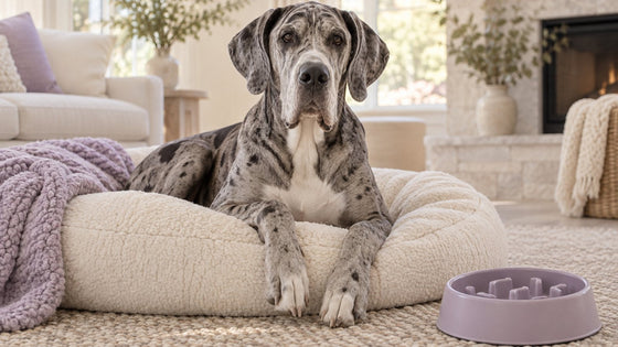 A Great Dane rests calmly on a large cream dog bed in a bright living room, with an empty slow-feeder bowl nearby.