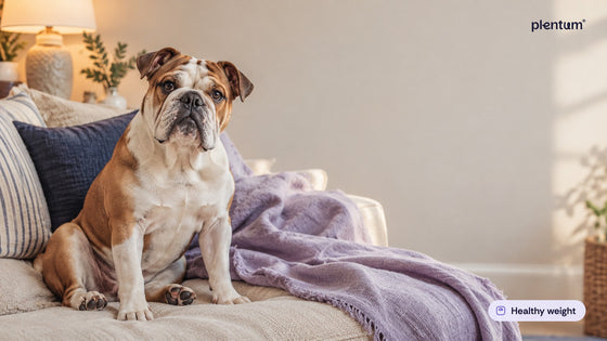 English bulldog sitting upright on a sofa beside a lavender throw in warm lamp light