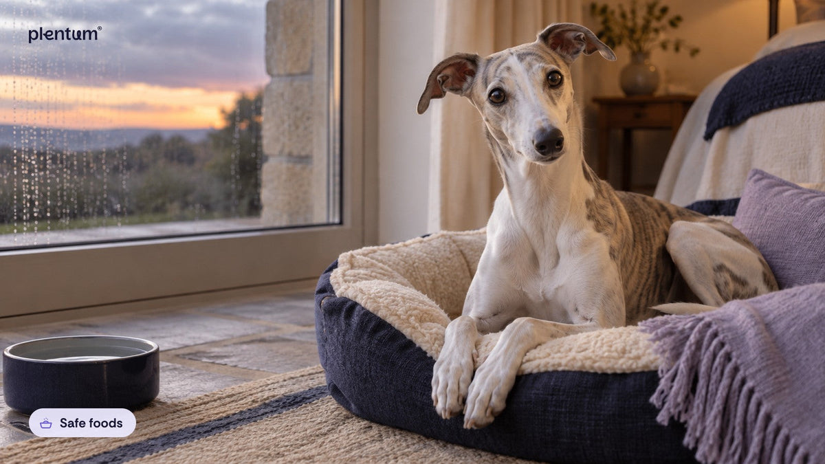 Whippet sitting in a navy dog bed by a rain-streaked window, with an empty water bowl on the floor