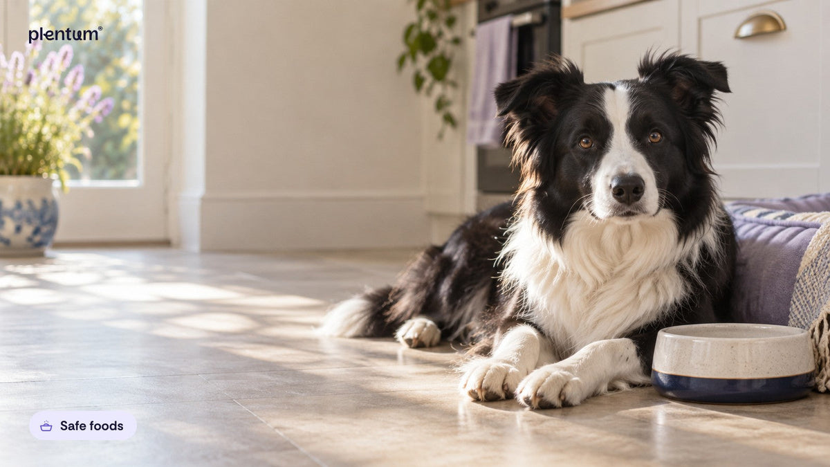 Border collie lying on a sunny kitchen floor beside an empty ceramic water bowl