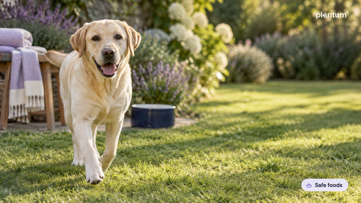 Labrador retriever trotting across a sunlit garden lawn toward the camera beside a navy water bowl