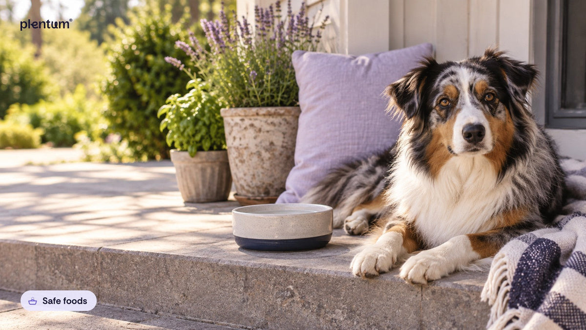 Australian shepherd lying on a sunny porch step beside a plain water bowl and a lavender cushion
