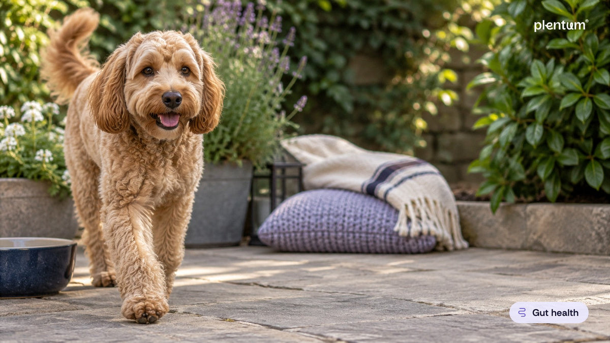 Healthy cockapoo trotting across a garden patio past lavender and an empty blue water bowl