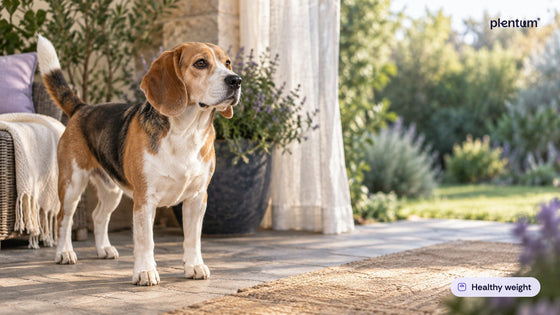 Beagle standing on a sunlit garden patio beside a dark planter and lavender, looking to the side