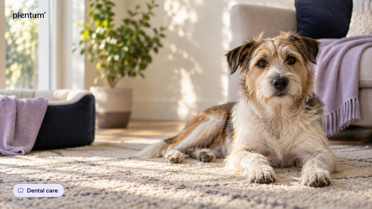 Scruffy terrier mix lying on a cream rug in a sunlit living room with a plant and bed nearby