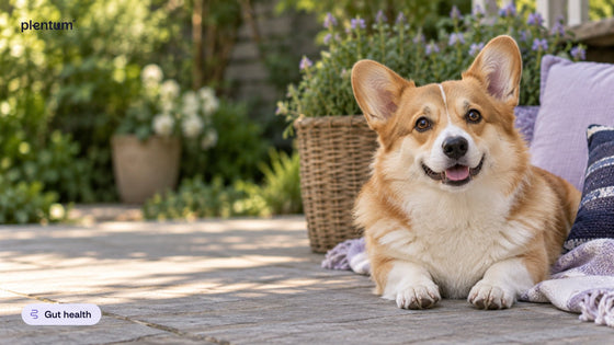 Pembroke corgi lying on a sunlit patio beside a woven basket and lavender in a green garden