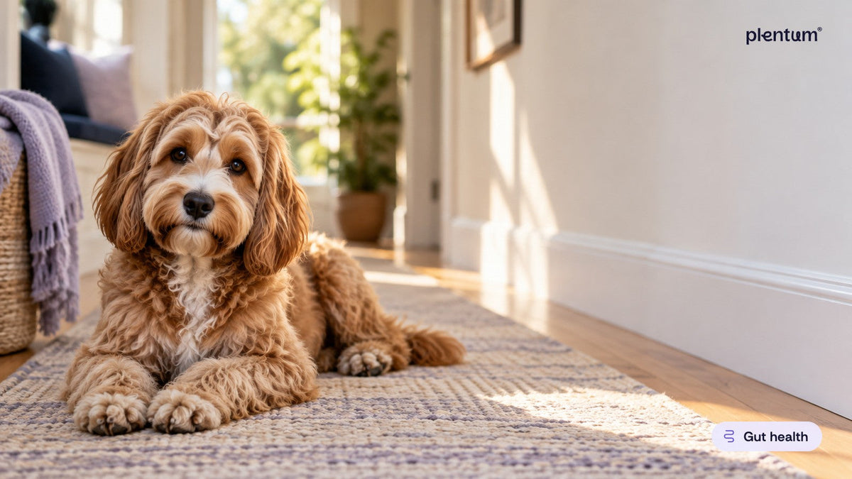 Golden cockapoo resting on a lavender-toned runner rug in a sunlit hallway beside a clean white wall