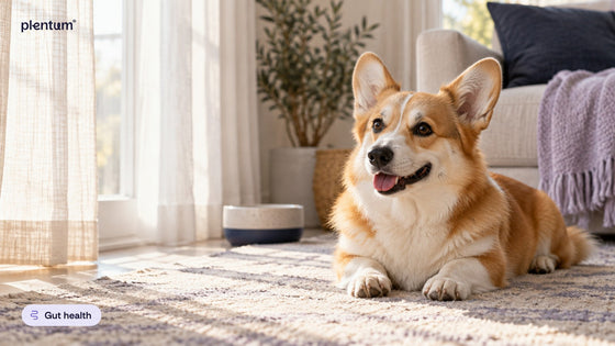Pembroke corgi lying on a rug in a sunny living room beside a plain water bowl