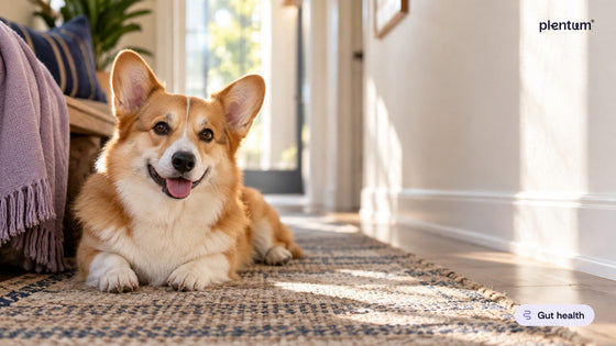 Smiling Pembroke corgi lying on a woven rug in a sunlit hallway, calm cream wall beside