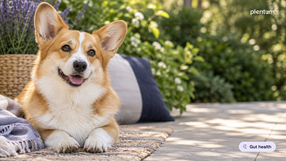 Healthy Pembroke corgi sitting on a jute rug in a sunny garden patio, happy expression