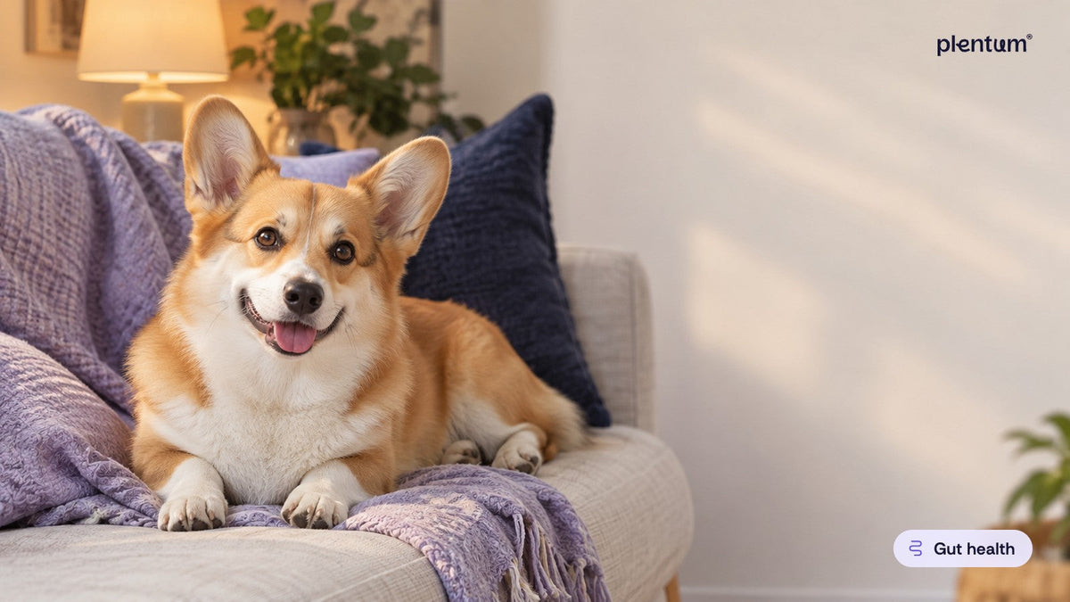 Pembroke corgi lying on a cosy sofa beside a lavender linen throw under warm lamp light