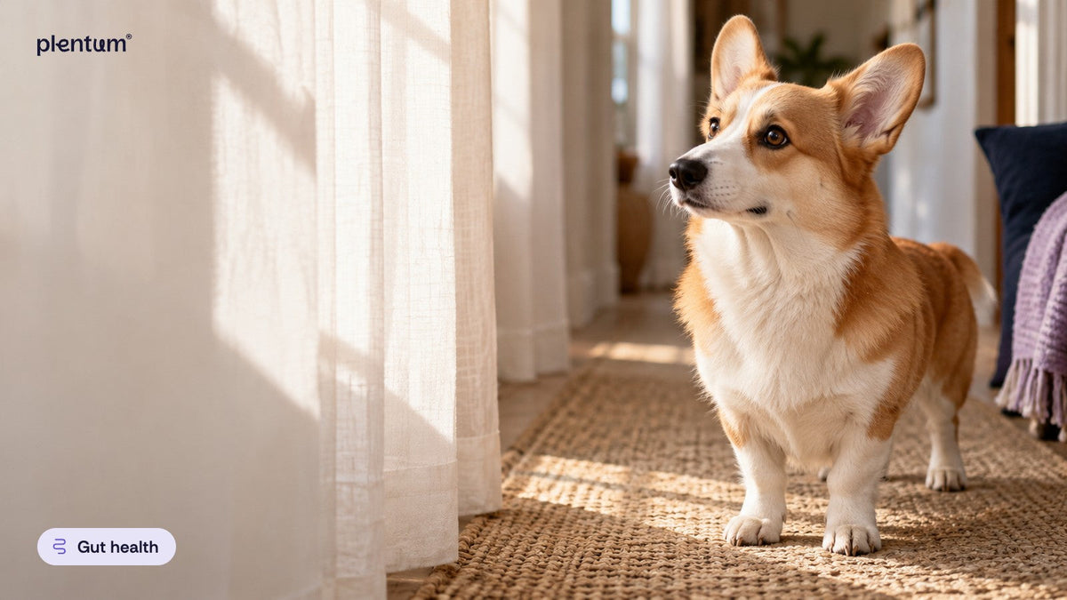 Pembroke corgi standing on a woven rug in a sunlit hallway beside sheer linen curtains, looking toward the window
