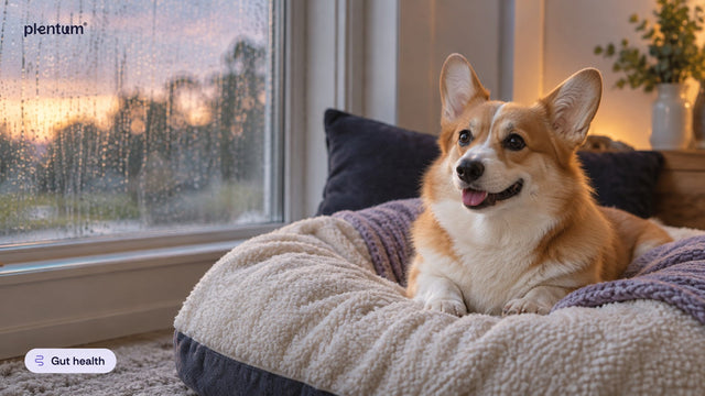 Smiling Pembroke corgi resting on a cream dog bed by a rain-streaked window at dusk